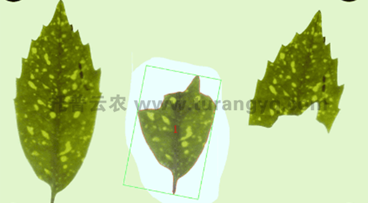 叶色分档
